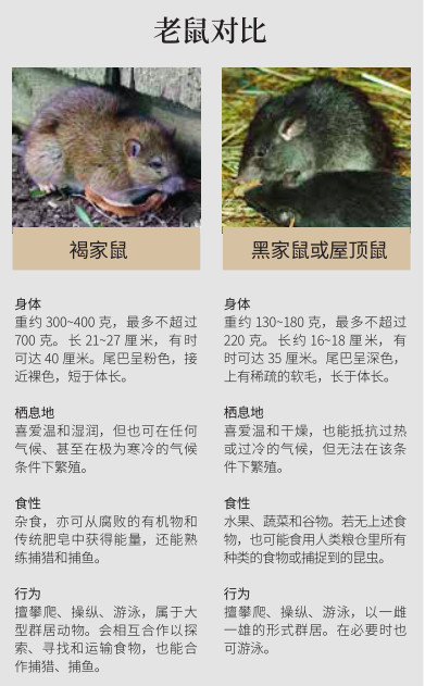 终结欧洲鼠疫的，是一群亚洲老鼠293 / 作者:UFO爱好者 / 帖子ID:82491