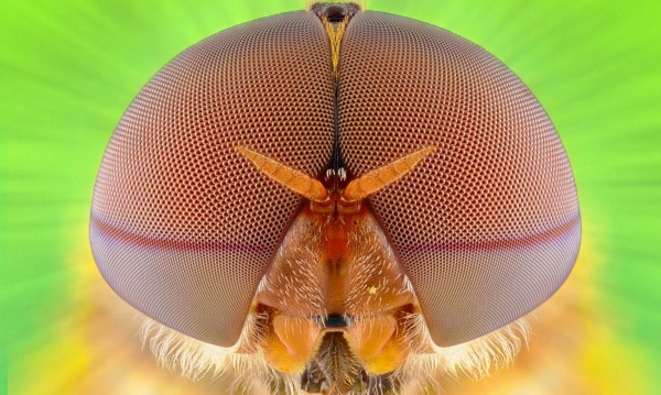 印尼摄影师微距揭秘昆虫世界 犹如外星生物259 / 作者:UFO爱好者 / 帖子ID:83676