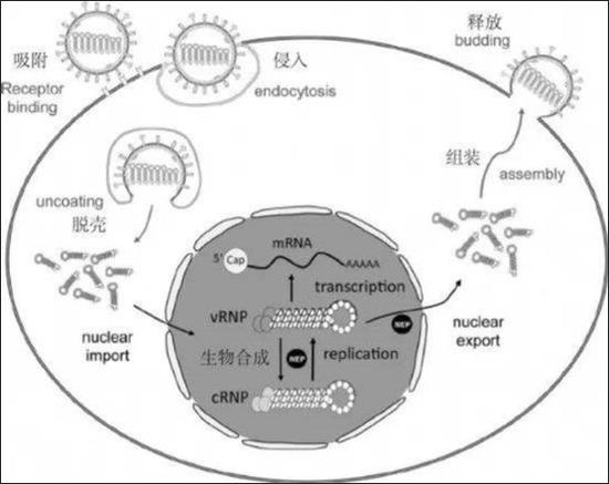 听说新冠病毒进化了？别慌，其实可能早就同时存在761 / 作者:UFO爱好者 / 帖子ID:82176