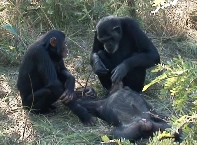 人类对死亡的独特理解，是从什么时候开始的？840 / 作者:UFO爱好者 / 帖子ID:82086