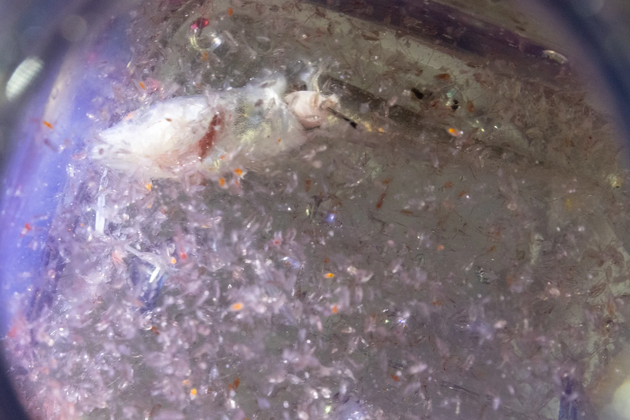 两个多月没见太阳，北极熊闯入营地帐篷440 / 作者:UFO爱好者 / 帖子ID:81496