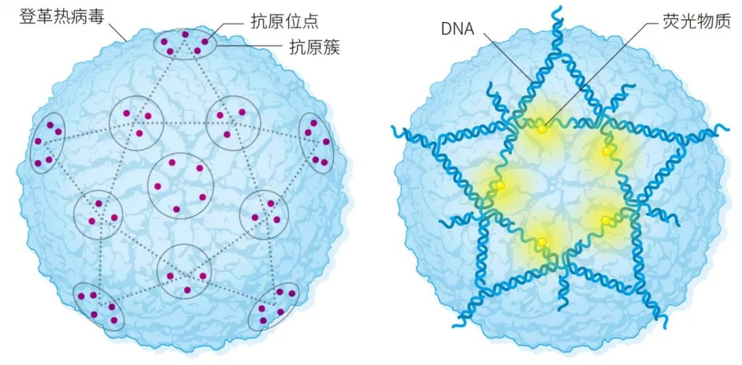 这种“DNA五角星”检测登革热病毒只需两分钟83 / 作者:UFO爱好者 / 帖子ID:81132 这种“DNA五角星”检测登革热病毒只需两分钟83 / 作者:UFO爱好者 / 帖子ID:81132