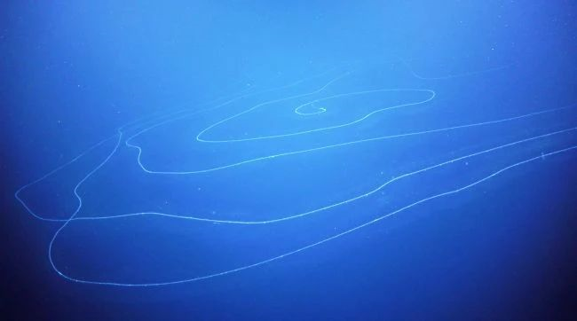 科学家发现长达45米的世界最长动物325 / 作者:UFO爱好者 / 帖子ID:81123