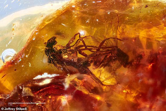 琥珀中发现4100万年前一对正在＂啪啪啪＂的苍蝇440 / 作者:UFO爱好者 / 帖子ID:80860