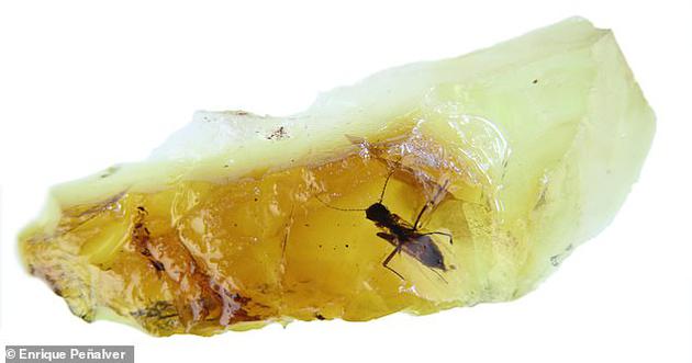 琥珀中发现4100万年前一对正在＂啪啪啪＂的苍蝇38 / 作者:UFO爱好者 / 帖子ID:80860