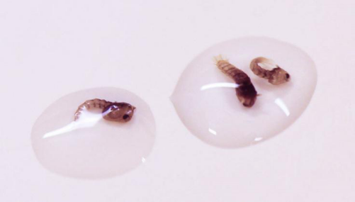如何团灭蚊子？科学家想出了新招数967 / 作者:UFO爱好者 / 帖子ID:80794