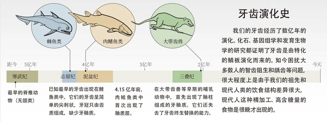 为什么我们的牙齿如此不堪一击？806 / 作者:UFO爱好者 / 帖子ID:80791