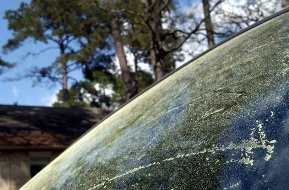 让花粉过敏者痛不欲生的，其实是看似没花的植物931 / 作者:UFO爱好者 / 帖子ID:80724