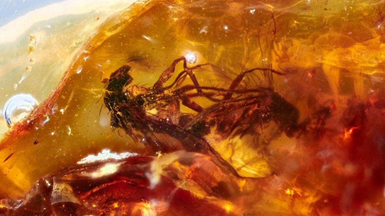 还有比交配时被变成琥珀更羞耻的事吗？319 / 作者:UFO爱好者 / 帖子ID:80201