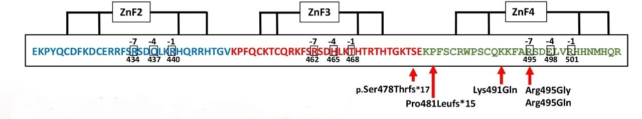 一个基因突变就可以改变人类性别774 / 作者:UFO爱好者 / 帖子ID:79872
