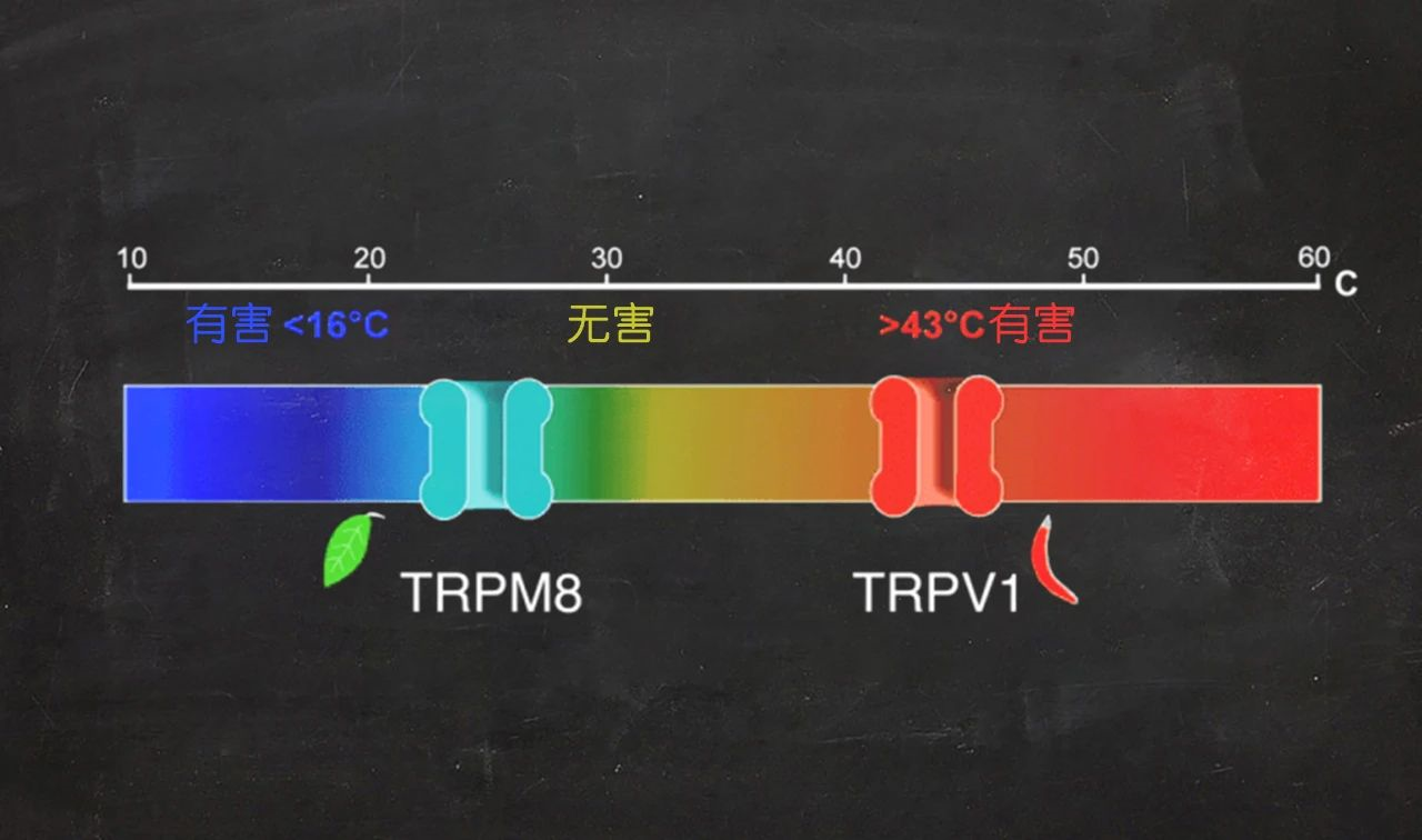 辣椒为什么令人“菊花痛”？863 / 作者:UFO爱好者 / 帖子ID:79782