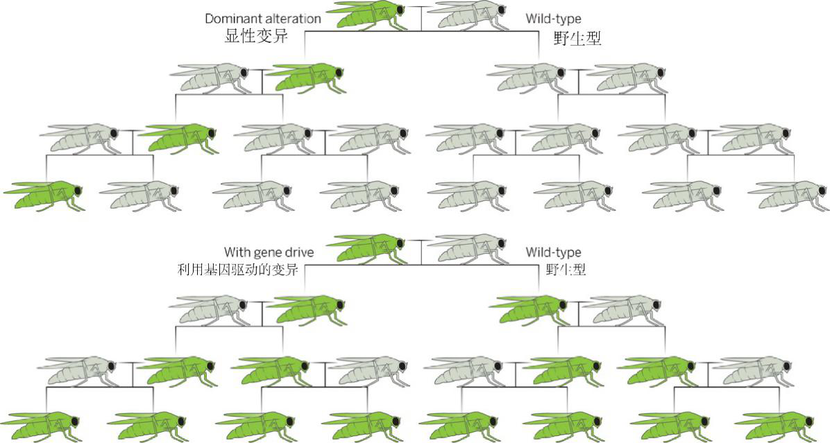 为了灭蚊，他们连无人机都出动了76 / 作者:UFO爱好者 / 帖子ID:79399