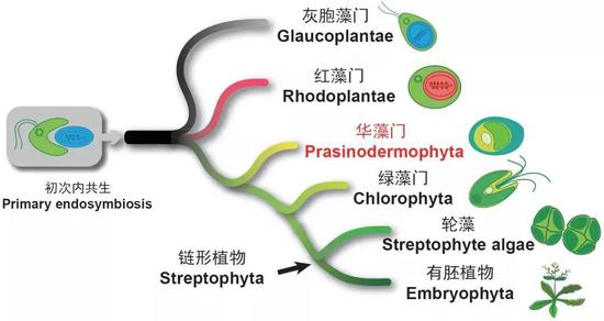 绿色植物有了第三个门类!210 / 作者:UFO爱好者 / 帖子ID:79232 绿色植物有了第三个门类!210 / 作者:UFO爱好者 / 帖子ID:79232