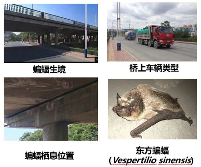 城市噪音环境下蝙蝠吃得更多,体重也增加了261 / 作者:UFO爱好者 / 帖子ID:79220 城市噪音环境下蝙蝠吃得更多,体重也增加了261 / 作者:UFO爱好者 / 帖子ID:79220