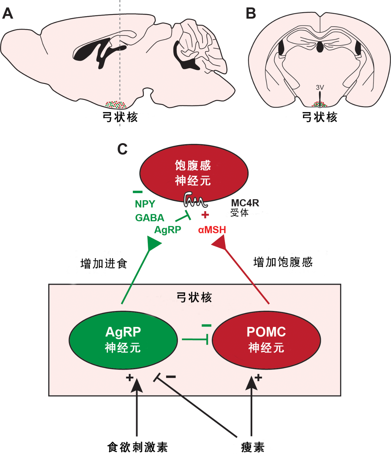 10分钟吞掉83根热狗，这是科学家算出的人类进食极限662 / 作者:UFO爱好者 / 帖子ID:78897
