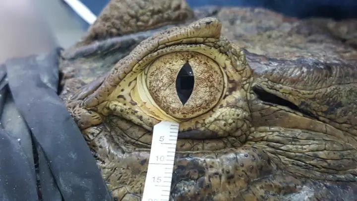 鳄鱼的眼泪,与人的眼泪没什么不同379 / 作者:UFO爱好者 / 帖子ID:77780 鳄鱼的眼泪,与人的眼泪没什么不同379 / 作者:UFO爱好者 / 帖子ID:77780