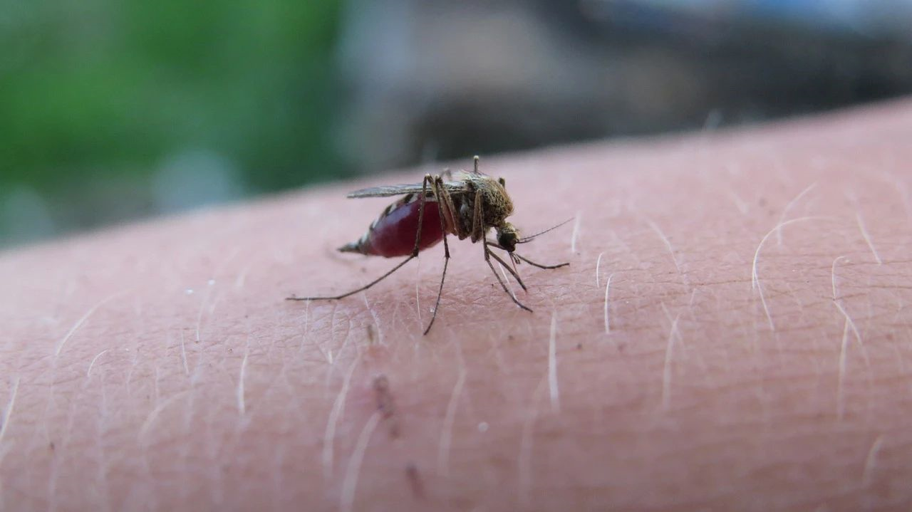 同时感染疟疾和HIV,会如何影响孕妇和胎儿健康?894 / 作者:UFO爱好者 / 帖子ID:77775 同时感染疟疾和HIV,会如何影响孕妇和胎儿健康?894 / 作者:UFO爱好者 / 帖子ID:77775
