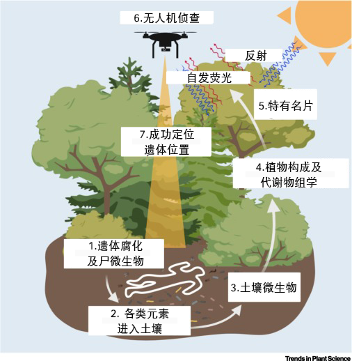 如何快速在野外搜寻人类遗体?看看植物的变化吧580 / 作者:UFO爱好者 / 帖子ID:77332 如何快速在野外搜寻人类遗体?看看植物的变化吧580 / 作者:UFO爱好者 / 帖子ID:77332