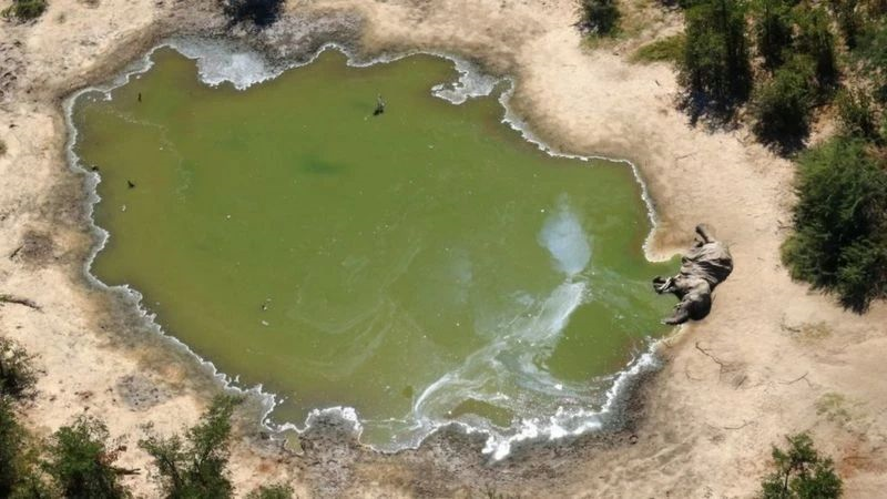 数百头大象水边离奇惨死，元凶曾致52人死亡756 / 作者:UFO爱好者 / 帖子ID:77104