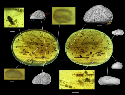 保存了1亿年的精子被发现898 / 作者:UFO爱好者 / 帖子ID:76872