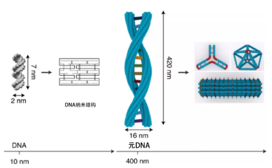 高中生物课白学了？DNA竟被玩成了这副模样188 / 作者:UFO爱好者 / 帖子ID:76865