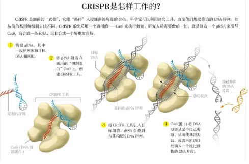 两位女性科学家斩获2020诺贝尔化学奖341 / 作者:UFO爱好者 / 帖子ID:76799
