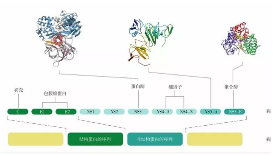 诺奖研究解析：致命传染性疾病即将迎来末日？24 / 作者:UFO爱好者 / 帖子ID:76797