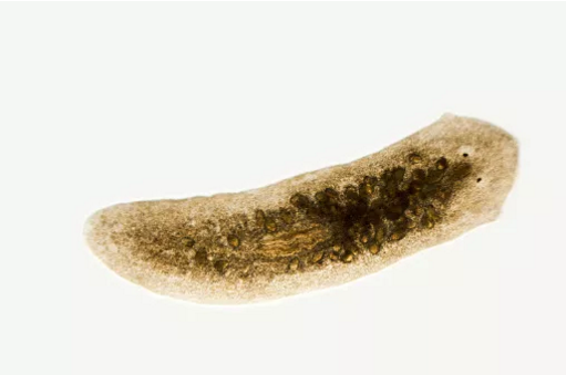 不是所有生物的丁丁都长一个样128 / 作者:UFO爱好者 / 帖子ID:76681