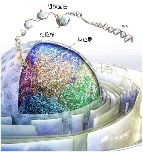雌性体内的睾丸，或能帮它们更好地“吃土”846 / 作者:UFO爱好者 / 帖子ID:76565