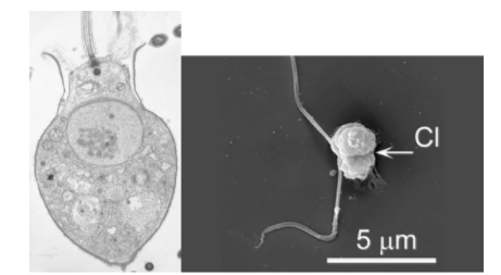 科学家找到了噬食病毒的生物718 / 作者:UFO爱好者 / 帖子ID:76563