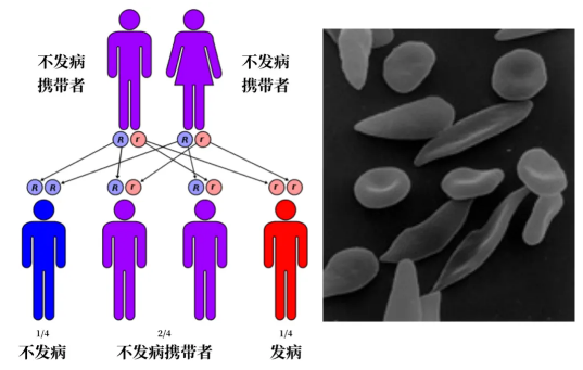 你比你的爷爷，或许多了一条动脉772 / 作者:UFO爱好者 / 帖子ID:76428