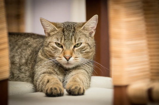 想让猫主子喜欢你?慢速眨眼试试看680 / 作者:UFO爱好者 / 帖子ID:76202 想让猫主子喜欢你?慢速眨眼试试看680 / 作者:UFO爱好者 / 帖子ID:76202