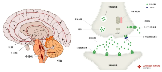 从致命毒品，到抗抑郁“神药”11 / 作者:UFO爱好者 / 帖子ID:76187
