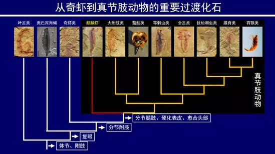 首次被发现！一只5亿年前的“虾”357 / 作者:UFO爱好者 / 帖子ID:76095