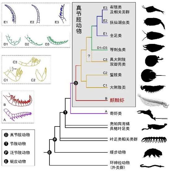 首次被发现！一只5亿年前的“虾”551 / 作者:UFO爱好者 / 帖子ID:76095