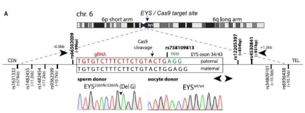 《细胞》：CRISPR 编辑人类胚胎存在重大隐患392 / 作者:UFO爱好者 / 帖子ID:75980