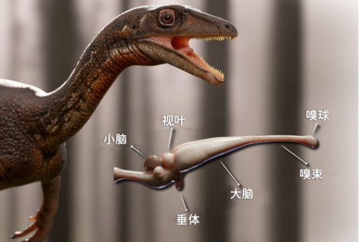 科学家重建了从未见过的恐龙大脑702 / 作者:UFO爱好者 / 帖子ID:75977
