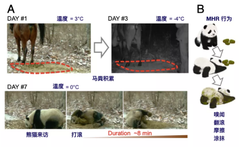 大熊猫酷爱新鲜马粪？原因竟然是......267 / 作者:UFO爱好者 / 帖子ID:75037