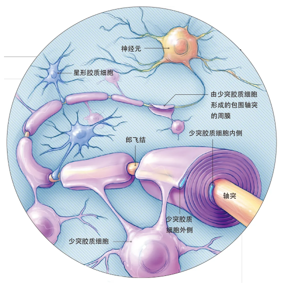 学霸和学渣的大脑，有什么不同？164 / 作者:UFO爱好者 / 帖子ID:74806