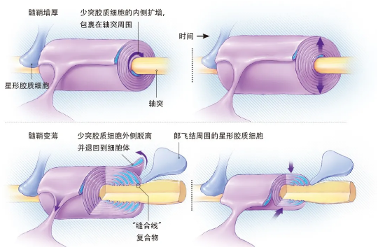 学霸和学渣的大脑，有什么不同？696 / 作者:UFO爱好者 / 帖子ID:74806
