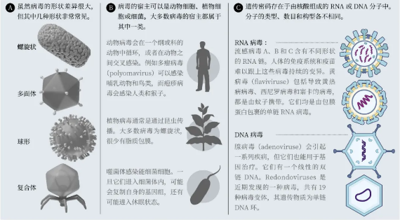 你的身体里，正住着380万亿个病毒810 / 作者:UFO爱好者 / 帖子ID:74554