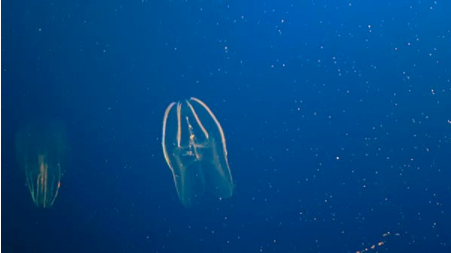 海绵vs栉水母，谁才是最古老的动物？665 / 作者:UFO爱好者 / 帖子ID:74440