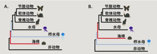 海绵vs栉水母，谁才是最古老的动物？301 / 作者:UFO爱好者 / 帖子ID:74440