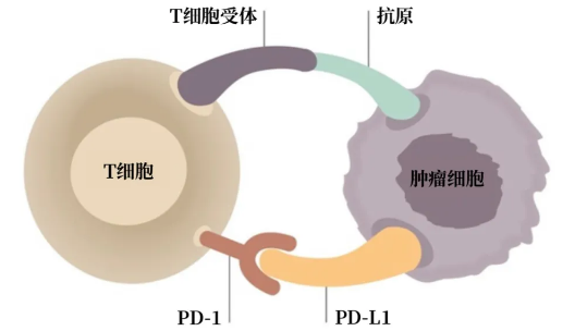 罕见的母婴癌症传播750 / 作者:UFO爱好者 / 帖子ID:74203