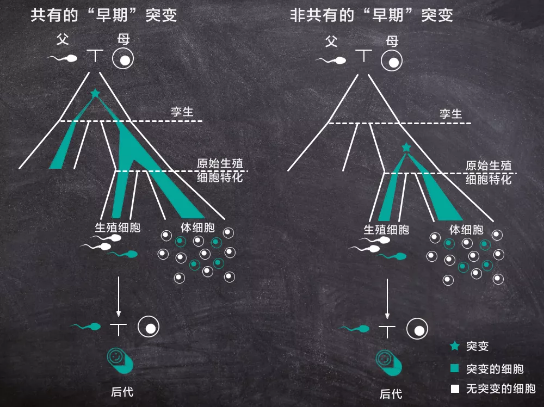 首次发现：同卵双胞胎也有先天遗传差异817 / 作者:UFO爱好者 / 帖子ID:74083