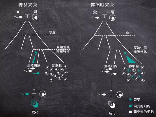 首次发现：同卵双胞胎也有先天遗传差异692 / 作者:UFO爱好者 / 帖子ID:74083