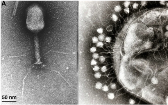 这种近百年前被抛弃的疗法，如今终于起死回生86 / 作者:UFO爱好者 / 帖子ID:73853