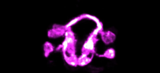 科学家首次拍摄大脑组织结构形成过程4 / 作者:UFO爱好者 / 帖子ID:72897 科学家首次拍摄大脑组织结构形成过程4 / 作者:UFO爱好者 / 帖子ID:72897