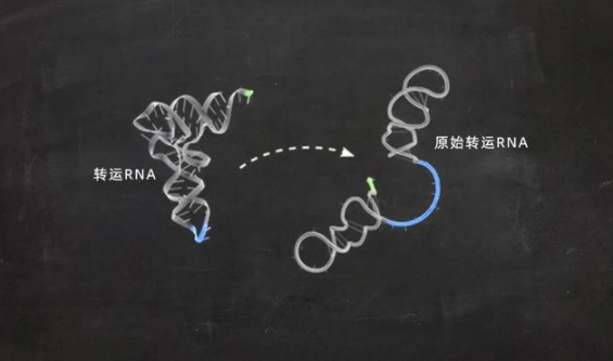 转运RNA：生命起源中的一种复杂关联418 / 作者:UFO爱好者 / 帖子ID:72189