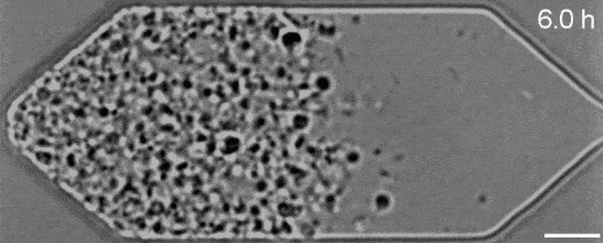 2021年3月30日环球科学要闻36 / 作者:UFO爱好者 / 帖子ID:71459